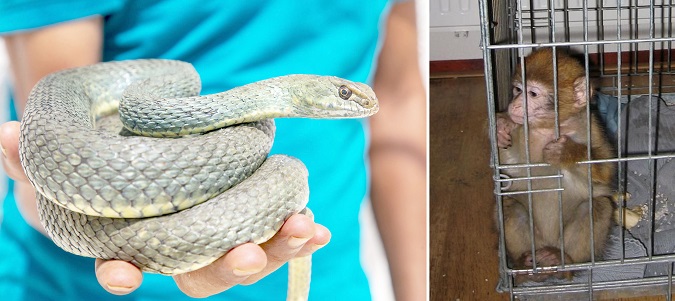 تجارة تخالف التشريعات وتروج عبر الإنترنت..   بيع الحيوانات البرية خطر يهدد الصحة العامة.. وعميد البياطرة يحذر